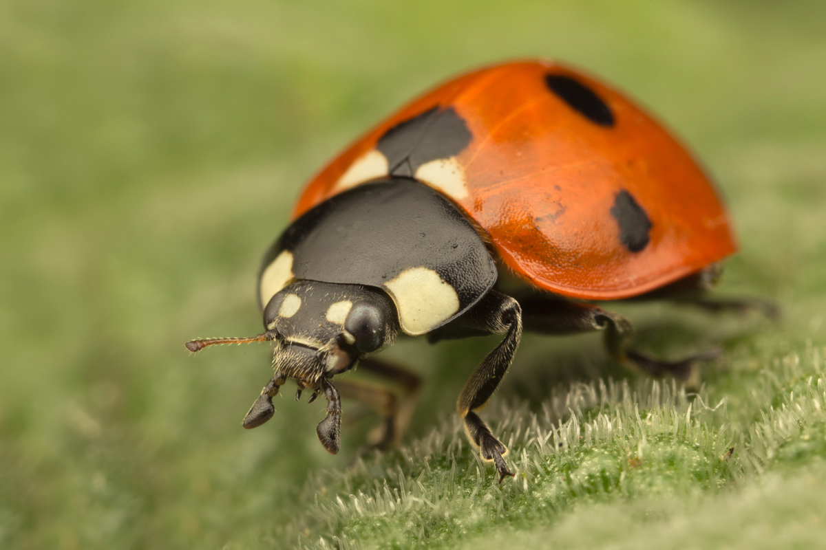 Seven Spot Ladybird 9